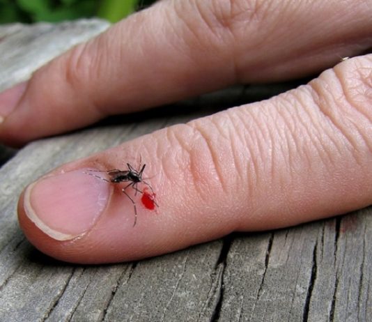 Honnan tudhatod, hogy nyugati nílusi lázzal fertőzött szúnyog csípett meg?