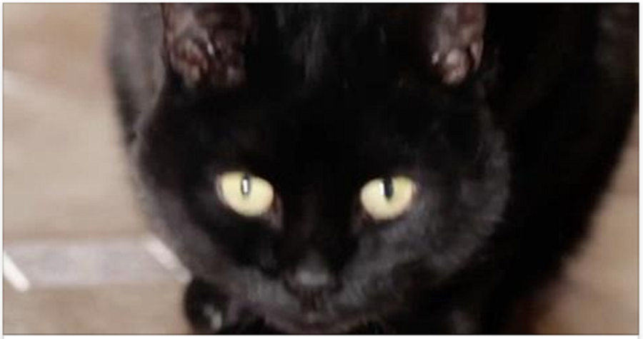 10-erv-a-macskatartas-mellet-amelyekrol-talan-meg-a-cica-gazdik-se-tudnak