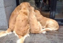 Melyik a legjobb kutyafajta? Természetesen a golden retriever! Ezek a fotók…