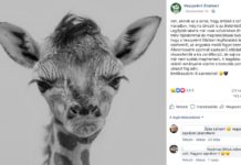 Elpusztult a veszprémi állatkert legfiatalabb lakója